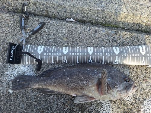 クロソイの釣果