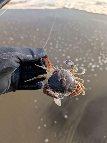 カニの釣果