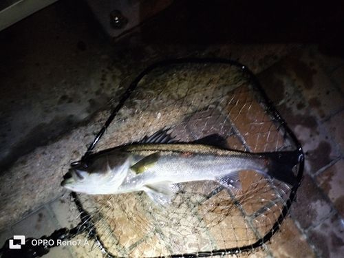 有明北緑道公園