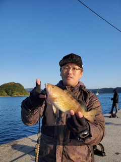 オオモンハタの釣果