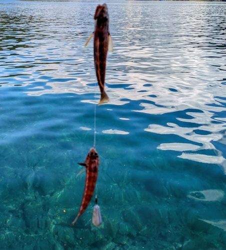 オトメベラの釣果