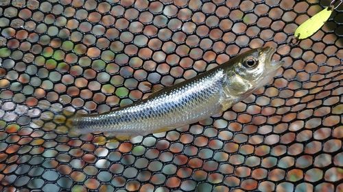 カワムツの釣果