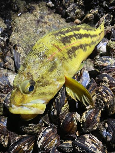 シマゾイの釣果