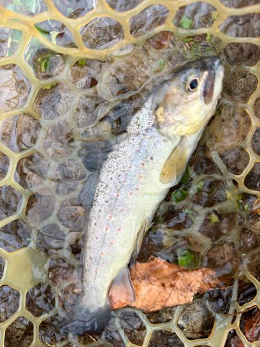 ブラウントラウトの釣果