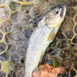 ブラウントラウト