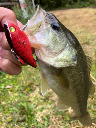 ラージマウスバスの釣果