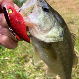 ラージマウスバス