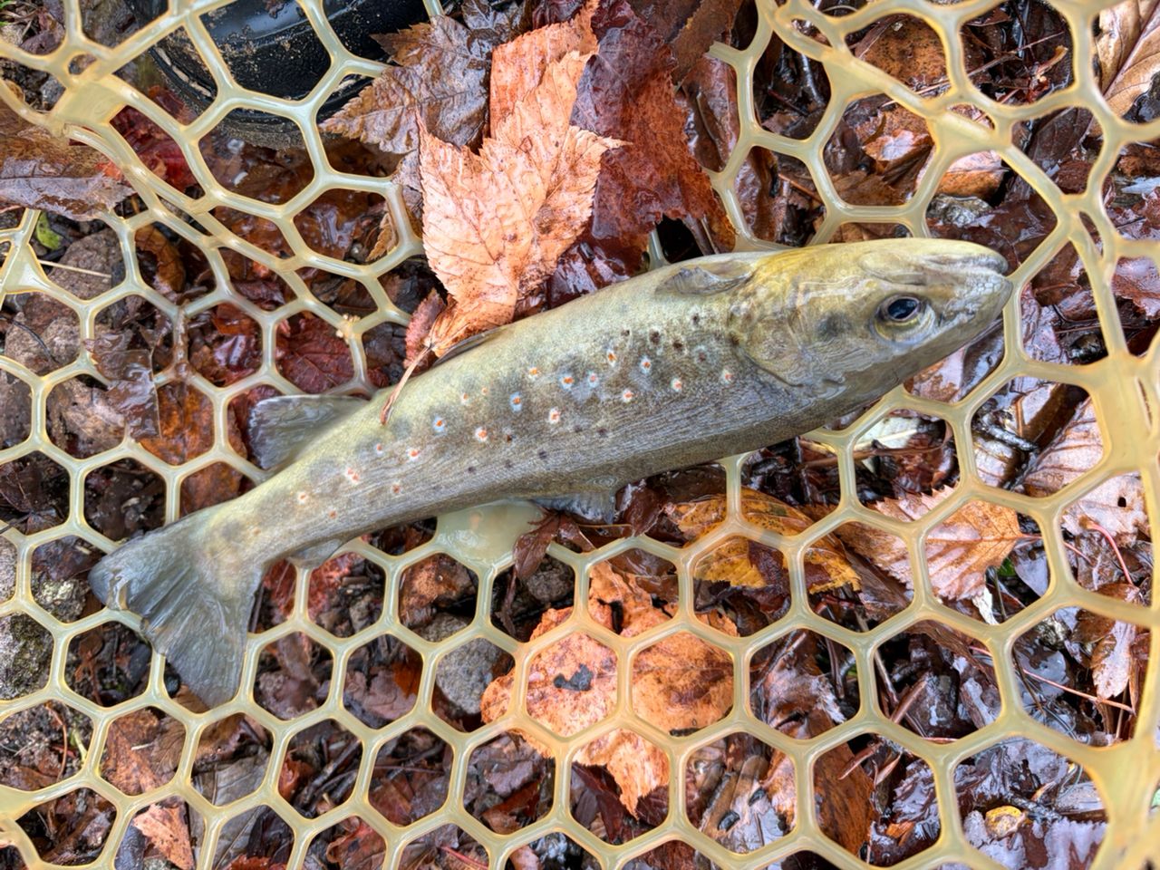 ブラウントラウト