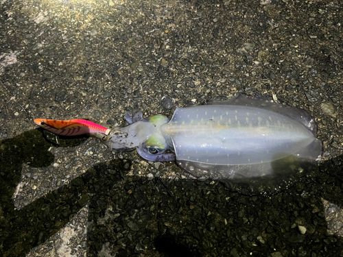 アジュール舞子