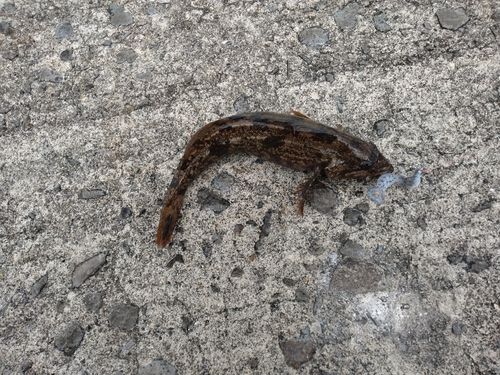 アイナメの釣果