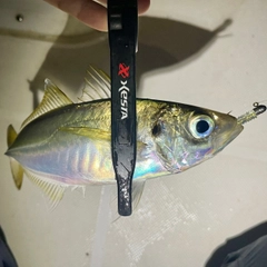 マアジの釣果