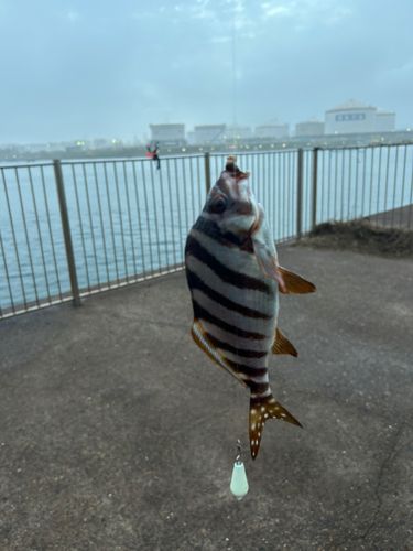 タカノハダイの釣果