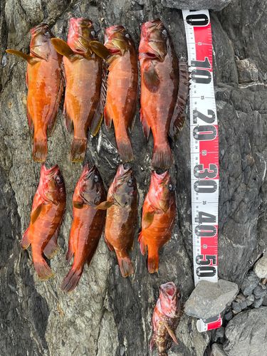 アカハタの釣果