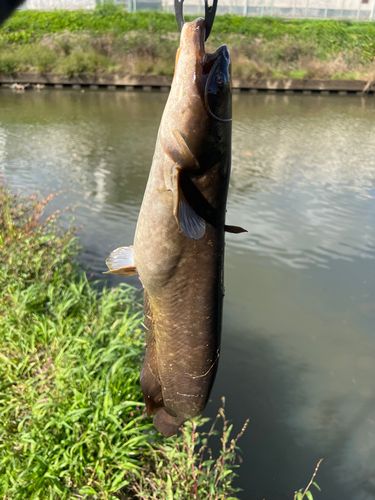 ナマズの釣果