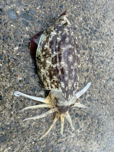 コウイカの釣果