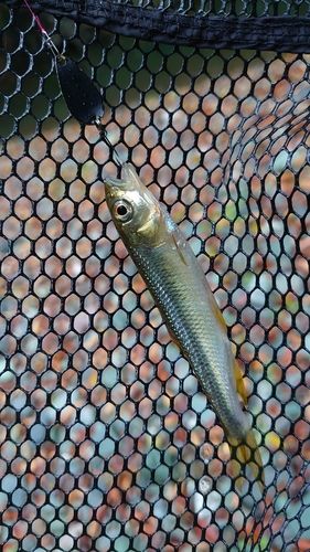 カワムツの釣果