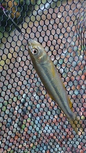 カワムツの釣果