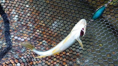 カワムツの釣果