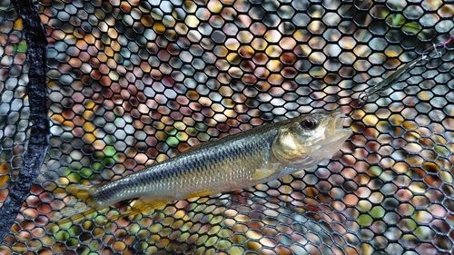 カワムツの釣果