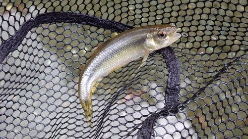 カワムツの釣果