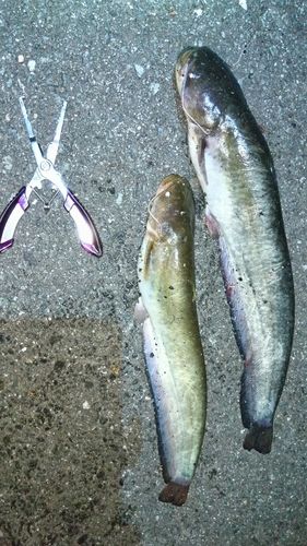 ニホンナマズの釣果