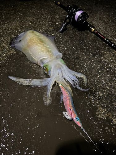 アオリイカの釣果