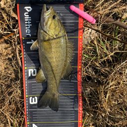 スモールマウスバス