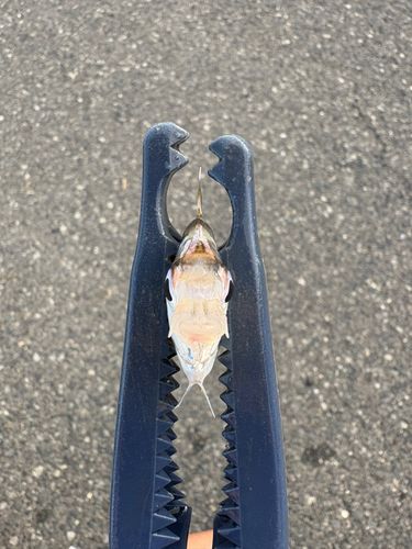 ヒイラギの釣果