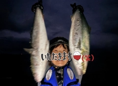 ブリの釣果