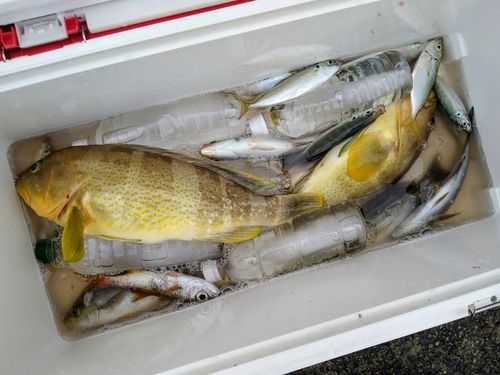 アオハタの釣果