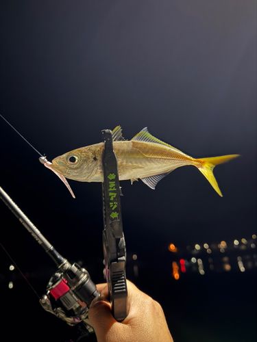 マアジの釣果