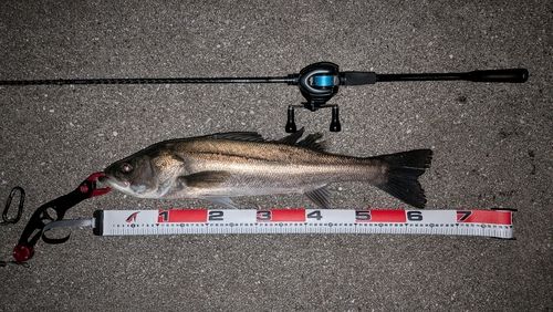 シーバスの釣果