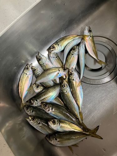 マアジの釣果