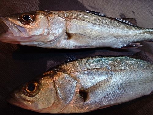 大黒海づり施設