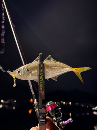 マアジの釣果