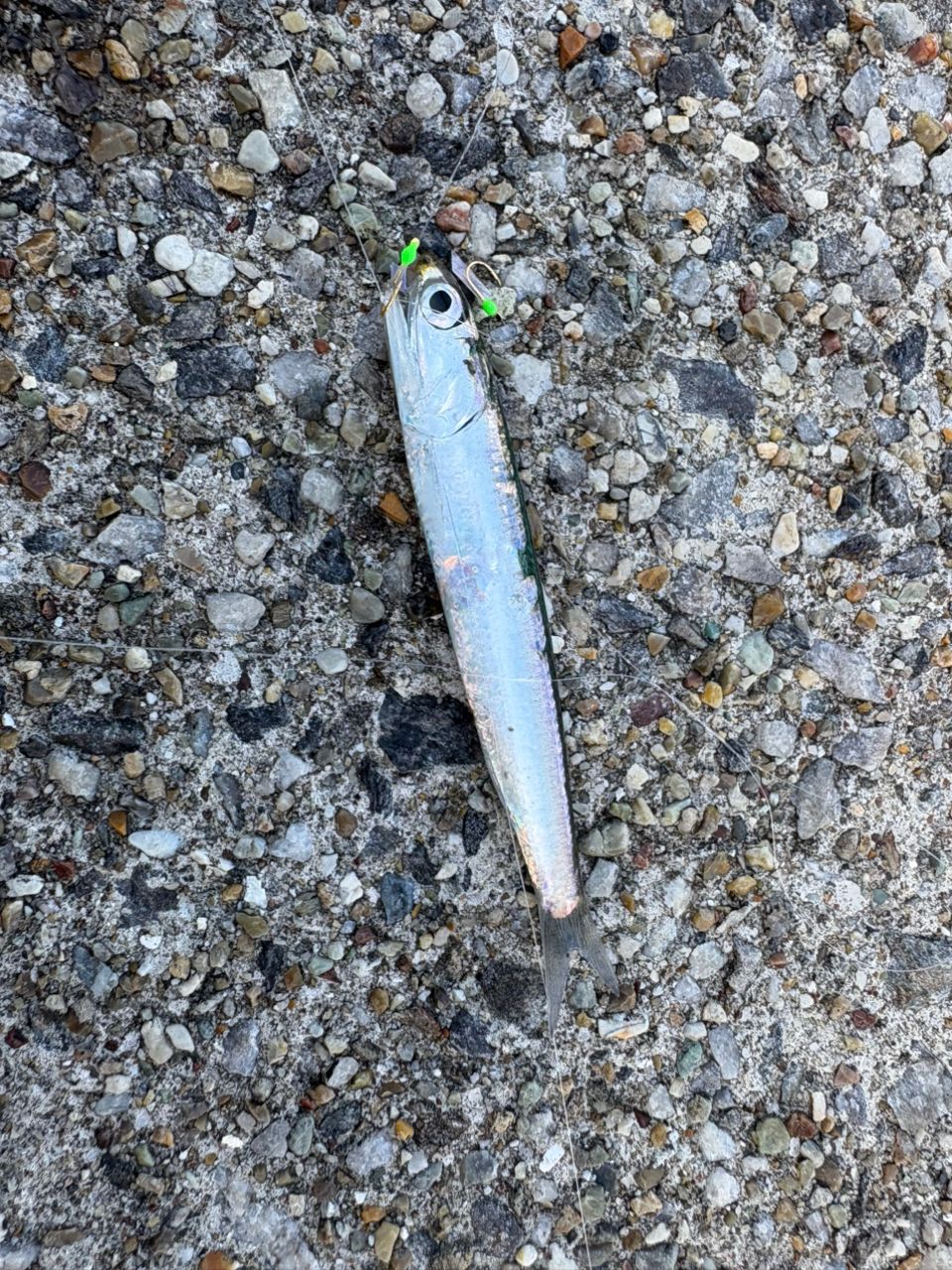 カタクチイワシ