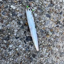 カタクチイワシ