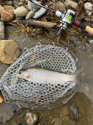 レインボートラウトの釣果