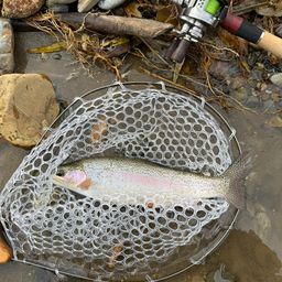 レインボートラウト