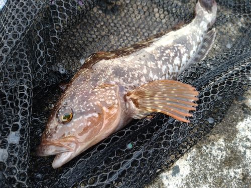 アイナメの釣果