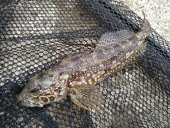 アナハゼの釣果