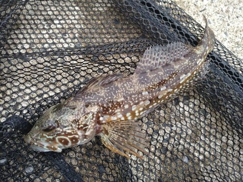 アナハゼの釣果