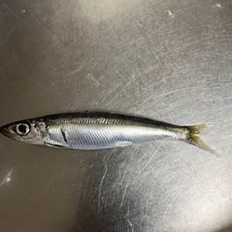 イワシ