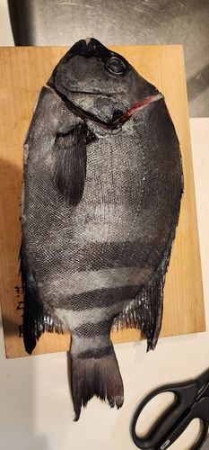 イシダイの釣果