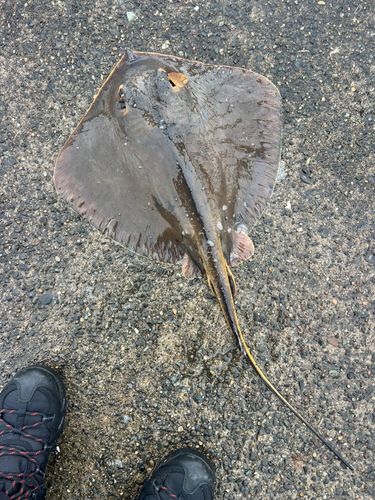 アカエイの釣果