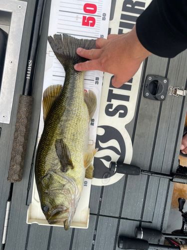 ブラックバスの釣果