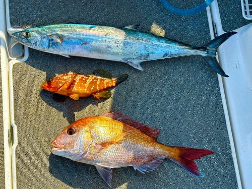 サワラの釣果