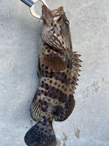 チャイロマルハタの釣果