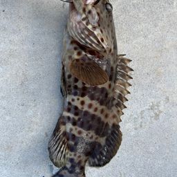 チャイロマルハタ