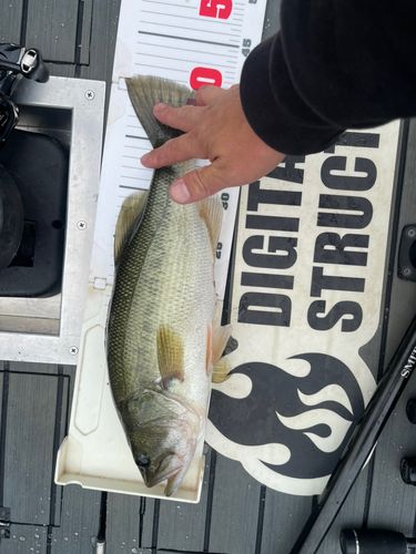 ブラックバスの釣果